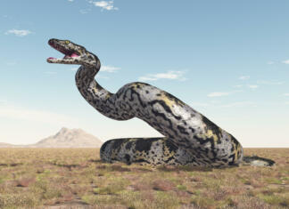 Odkrili največjo kačo, ki je kdajkoli živela na Zemlji Najdaljša kača v zgodovini