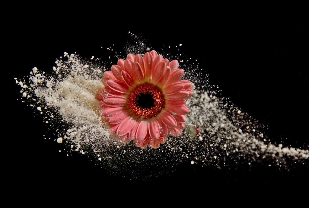 daisy, flower, dust