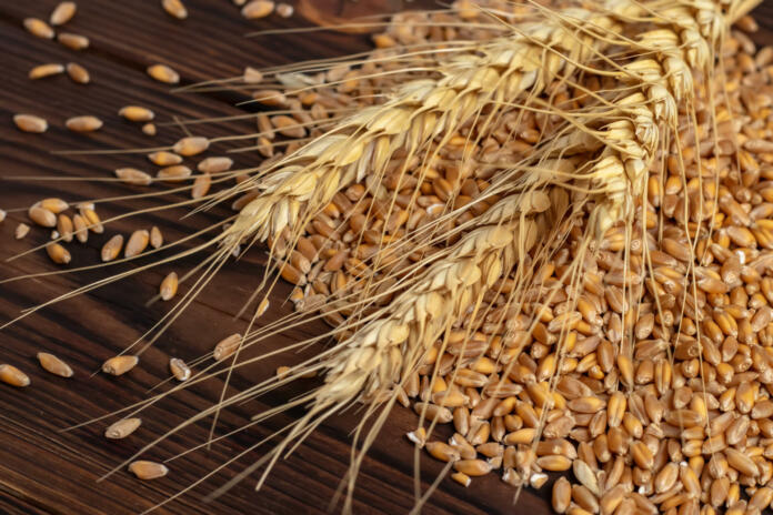 Ears of ripe wheat, scattered grains on a wooden board