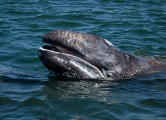 Video, ki je navdihnil: Ko morski velikan prosi za pomoč Grey whale baby showing baleen in breeding area of Baja California, Mexico