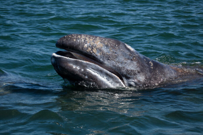Grey whale baby showing baleen in breeding area of Baja California, Mexico