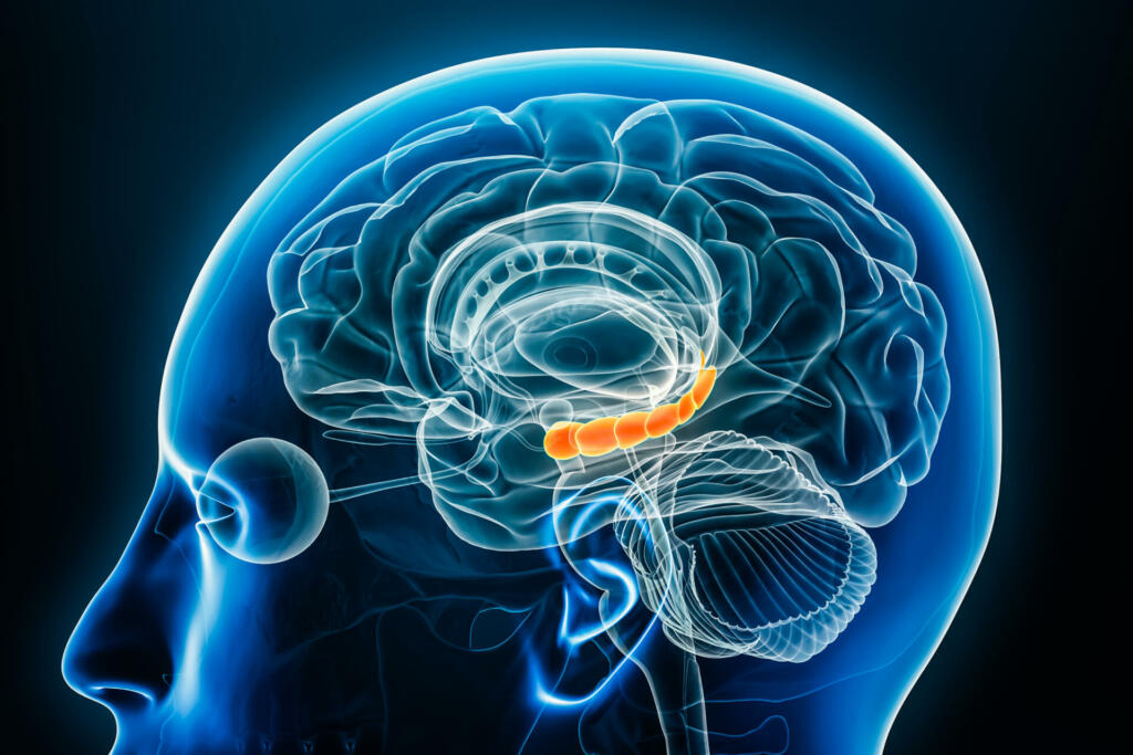 Hippocampus x-ray profile close-up view 3D rendering illustration with body contours. Human brain and limbic system anatomy, medical, biology, science, neuroscience, neurology concepts.