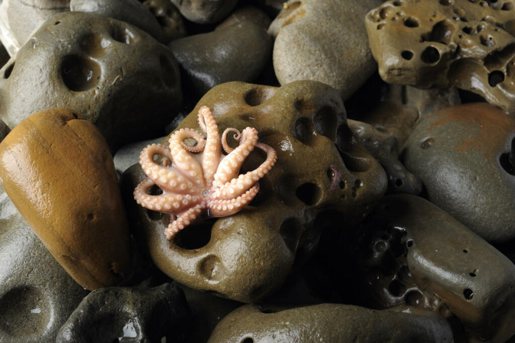 Octopus on wet rocks.