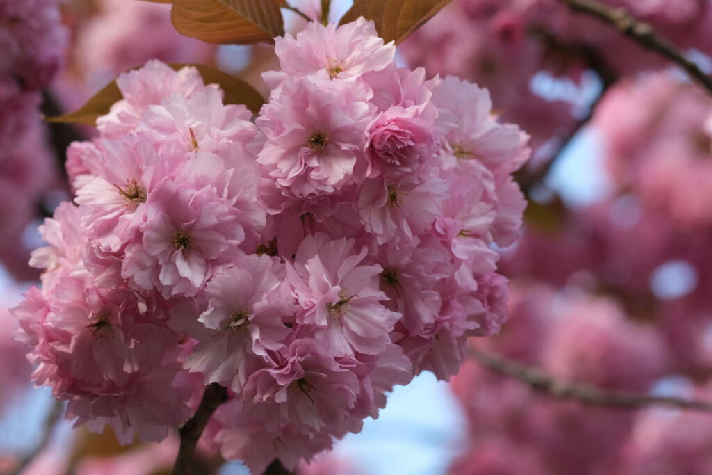Pink Cherry Blossom. Macro selective focus. Blurred background. Pink sakura blossom petals close up selective focus.