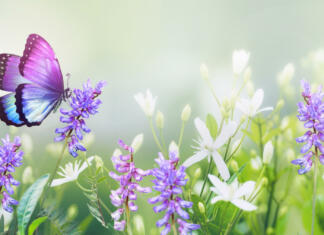 So metulji škodljivi za vrt? Če želiš privabiti metulja, stori to Purple butterfly on wild white violet flowers in grass in rays of sunlight, macro. Spring summer fresh artistic image of beauty morning nature. Selective soft focus.
