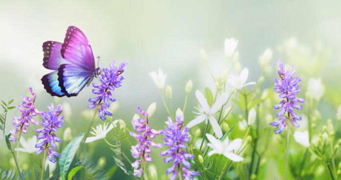 Purple butterfly on wild white violet flowers in grass in rays of sunlight, macro. Spring summer fresh artistic image of beauty morning nature. Selective soft focus.