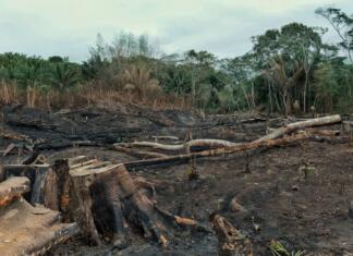 Grozljivo! Za toliko nogometnih igrišč na minuto človeštvo krči deževne gozdove result of the deforestation of the rainforest with burnt down fields and extensive logging