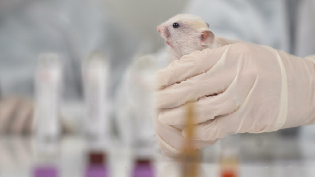 Scientists test lab rat, mouse with syringe. Scientist and lab rat Back ground. Coronavrius test tubes.