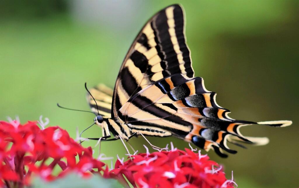 swallowtail butterfly, butterfly, flower wallpaper