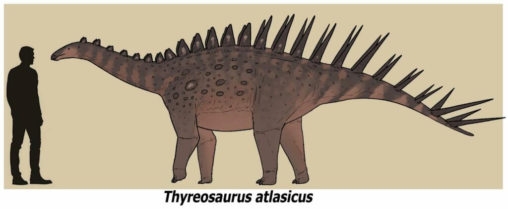Thyreosaurus atlasicus, stegozaver iz Maroka