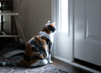 Mačjeljubci, poskrbite za svoje kralje in kraljice pred dopustom! Sad, calico cat sitting, looking through small front door window on porch, waiting on hardwood carpet floor for owners, left behind abandoned