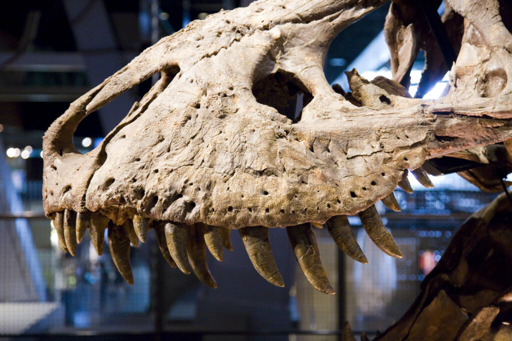 Tyrannosaurus rex skeleton, 67 million years ago, USA.