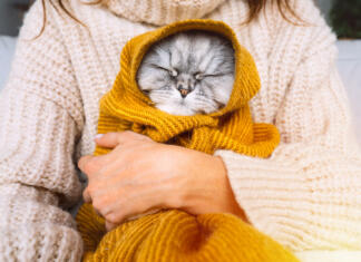 Ali mačke sanjajo o vas? Woman in cozy sweater holding cute cat in plaid. Cat resting and warming under a soft blanket in cold autumn or winter weather. Cozy warm image. High quality photo