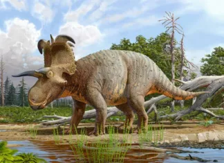 Novoodkrito vrsto dinozavra navdihnila Marvelova uspešnica Lokiceratops, novoodkriti dinozaver, ki ga je navdihnil nordijski bog