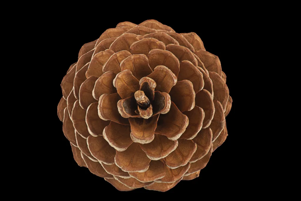 Beautiful pine cone, top view, isolated on black background