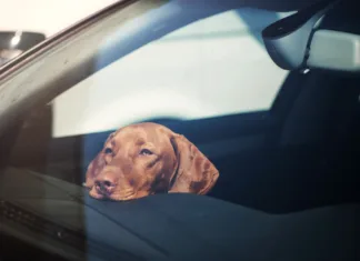 Če imaš psa, ne naredi te napake Dog left alone in locked car. Abandoned animal concept.