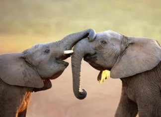 Navdušujoče dejstvo o slonih: Le komu ne bi bili všeč ti velikani? Zanimivosti o slonih