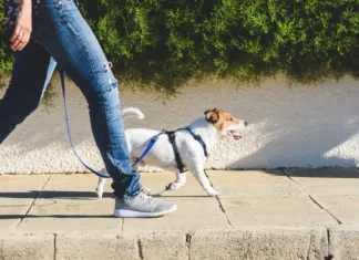 Takoj po sprehodu s psom, ne pozabi storiti TEGA Jack Russell Terrier in harness walking on loose leash