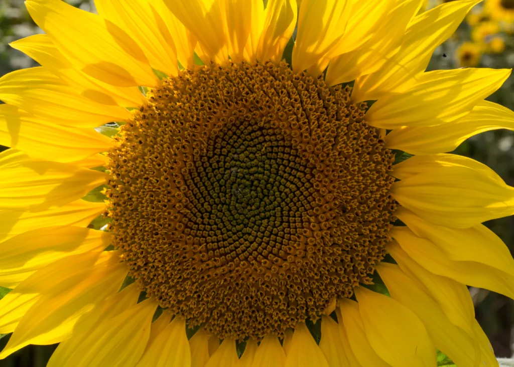 Macro image of a perfect sunflower head.August 2017