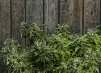 Visoki vrtovi: himalajske vasice, ki jih obdaja konoplja Matanuska tundra variety with green leafs and old wooden wall background