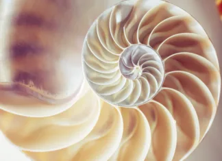 Kaj je zlati rez in kje v naravi ga najdemo? Pearl structure Nautilus symmetry cross section inside pattern Nature background texture