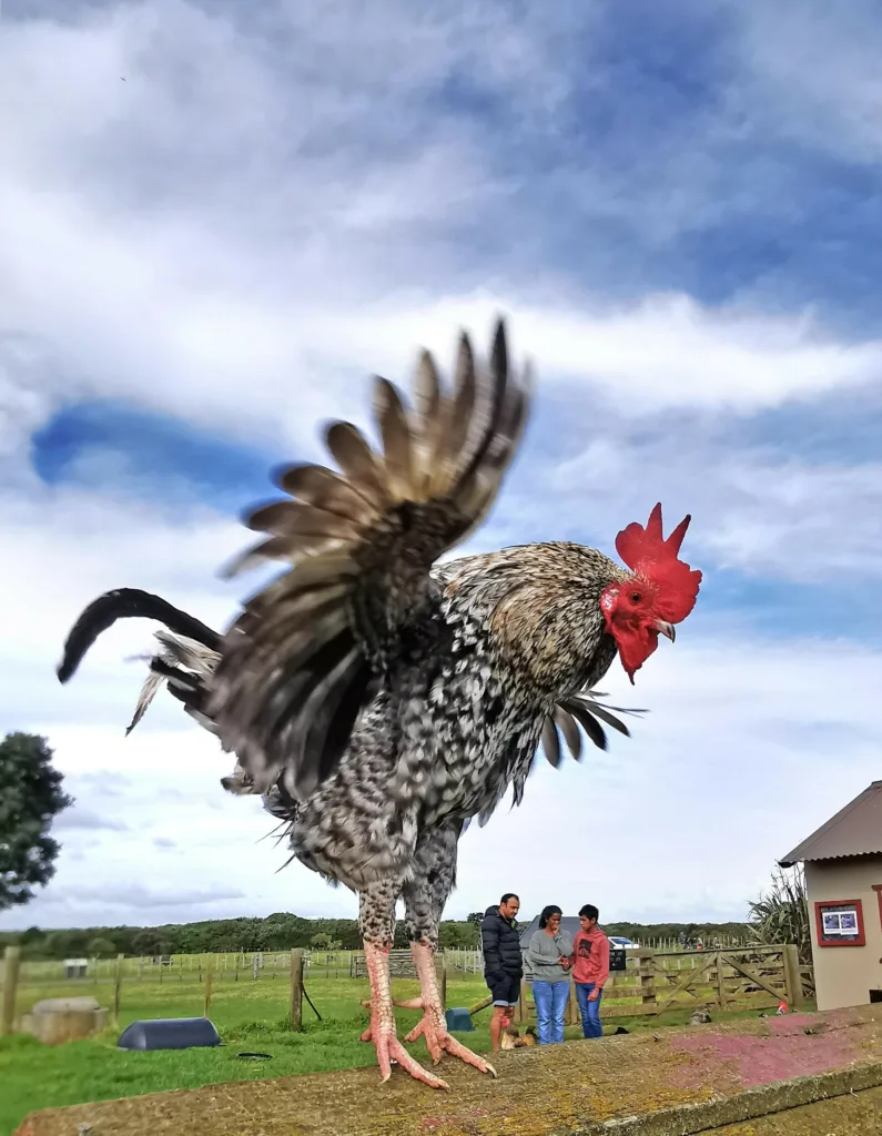 Wu Guohua, Nova Zelandija, Huawei P30 Pro