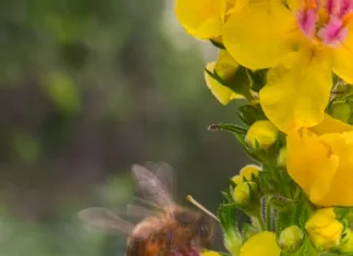 Novi Huawei Pura 70 Pro spreminja svet portretne fotografije 4