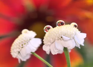 Razkrijte do sedaj skriti svet s Huawei Pura 70 Pro! nas