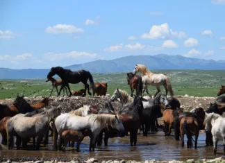 Livno in čreda divjih konjev, za Slovence nujen izlet v naši bližini Livno, čreda divjih konj