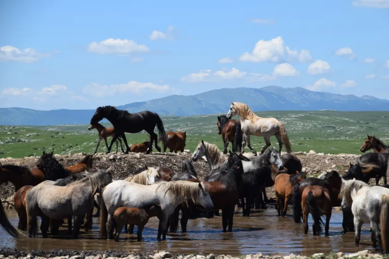 Livno in čreda divjih konjev, za Slovence nujen izlet v naši bližini
