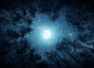 Aleksej Cegnar: »Fotografija me pritegne zaradi več ključnih elementov« (Huawei Pura 70 Pro) Beautiful night sky, the Milky Way, moon and the trees. Elements of this image furnished by NASA.