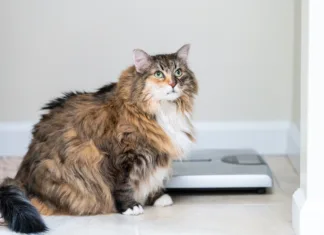 Največje pasemske mačke na svetu – katero bi imeli? Calico maine coon cat sitting looking up in bathroom room in house by weight scale, overweight obese feline