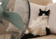 Je spanje z ventilatorjem res nevarno za zdravje? Cute fluffy cat enjoying air flow from fan on sofa indoors. Summer heat