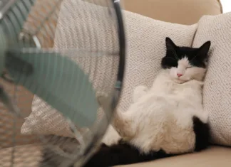 Nevarnost za naše kosmate prijatelje! Vse o sončarici pri živalih Cute fluffy cat enjoying air flow from fan on sofa indoors. Summer heat