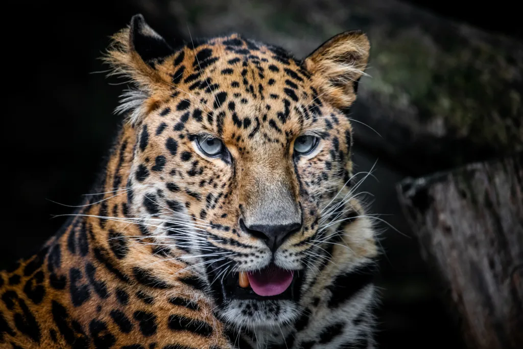 Detail of amur leopard head with beautiful eyes