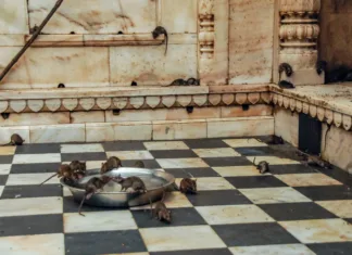 Indijski tempelj, kjer je glavna atrakcija 25 tisoč podgan Indijski tempelj s 25 tisoč podganami