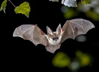 10 zanimivosti o netopirjih Flying bat hunting in forest. The grey long-eared bat (Plecotus austriacus) is a fairly large European bat. It has distinctive ears, long and with a distinctive fold. It hunts above woodland, often by day, and mostly for moths.