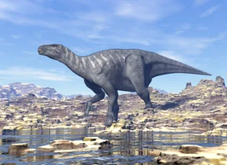 Odkrili najbolj popoln fosil dinozavra v zadnjem stoletju Iguanodon dinosaur walking in the desert by day - 3D render