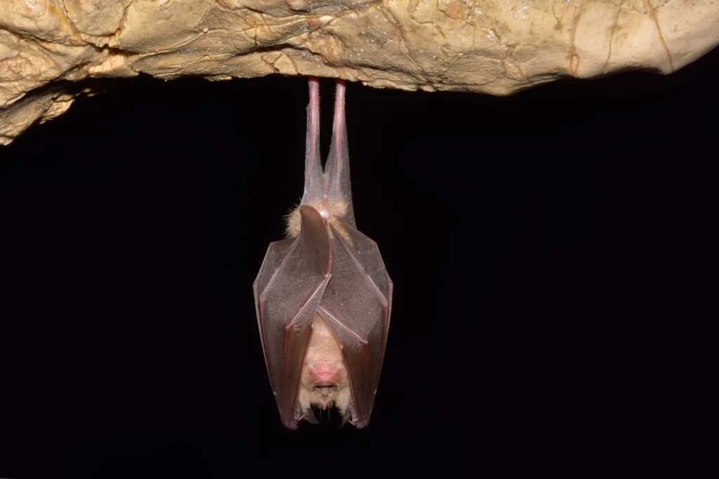 Lesser Horseshoe Bat (Rhinolophus hipposideros)