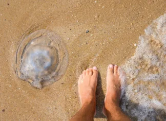 Kaj storiti ob ožigu meduze in morskega ježka? Male feet next to a huge jellyfish on the seashore. Comparison of the size of the jellyfish with the legs.