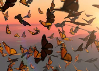 Zgodovinsko odkritje v živalskem svetu, ki premika meje zmogljivosti many swarming butterflies, panorama banner format