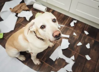 Kako tvoj stres vpliva na psa in kako to preprečiti? Naughty labrador retriever alone at home. Guilty look of dog after he broke plate and tore rolls of paper."n