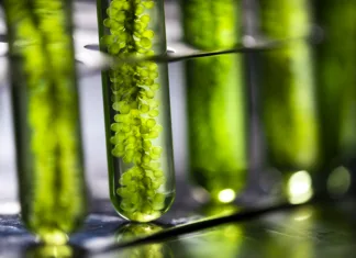 Bomo namesto mesa jedli alge? Vse več raziskav o mestnih nadomestkih Photobioreactor in lab algae fuel biofuel industry, Algae fuel, Algae research in industrial laboratories