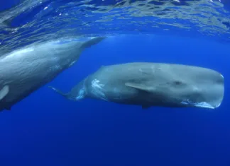 Znanstveniki odkrili, kaj govorijo kiti in kako se sporazumevajo (VIDEO) Sperm Whale underwater