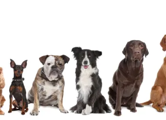 10 najmanjših pasem psov na svetu Najmanjši psi na svetu