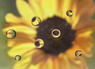 5 nasvetov za krasno makro fotografijo 2