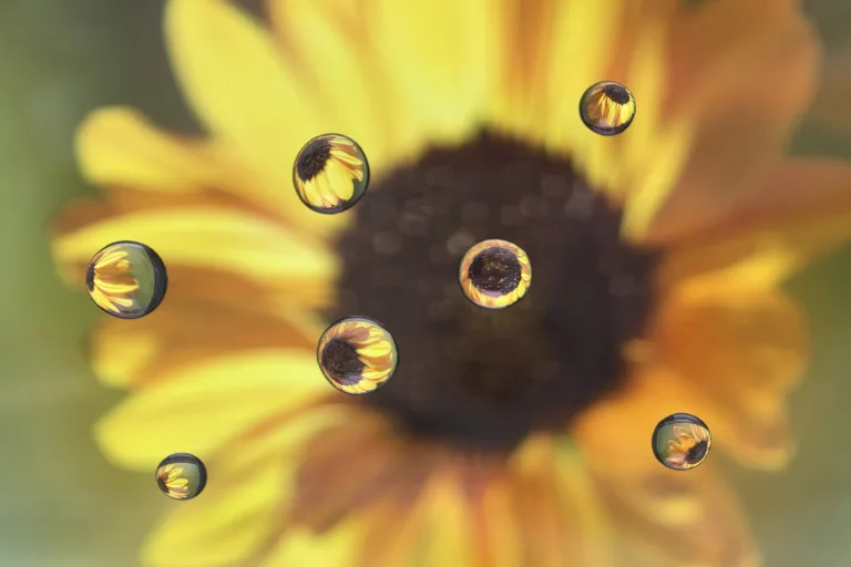 5 nasvetov za krasno makro fotografijo