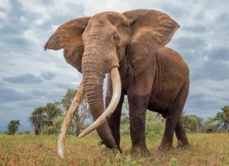10 zanimivih dejstev o slonih A Big tusker Craig in Amboseli, Kenya with a clouded sky in the background