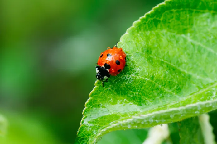apple-leaf-with-ladybug-and-raindrops-in-the-garden-on-spring-stockpack-istock Apple leaf with ladybug and raindrops in the garden on spring