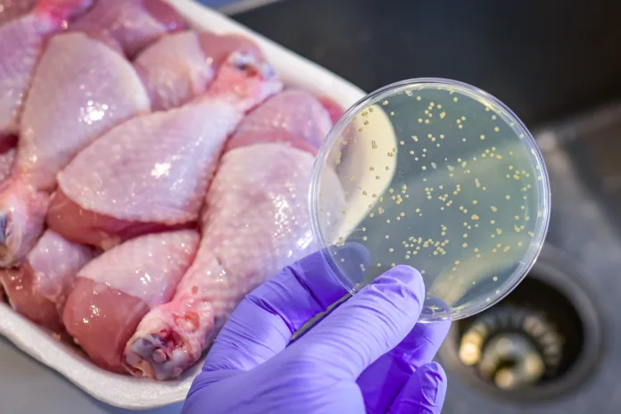 bacterial-culture-plate-with-chicken-meat-at-the-background-stockpack-istock Bacterial culture plate with chicken meat at the background